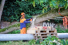 Mit Hilfe der Motorsäge wird der Baumstamm zertrennt. Unterhalb des Baumes zu erkennen: Die Überbauung zum Schutz des Abwasserrohrs.