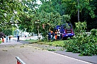 Komplexe Situation: Der teils eingeknickte Baum.